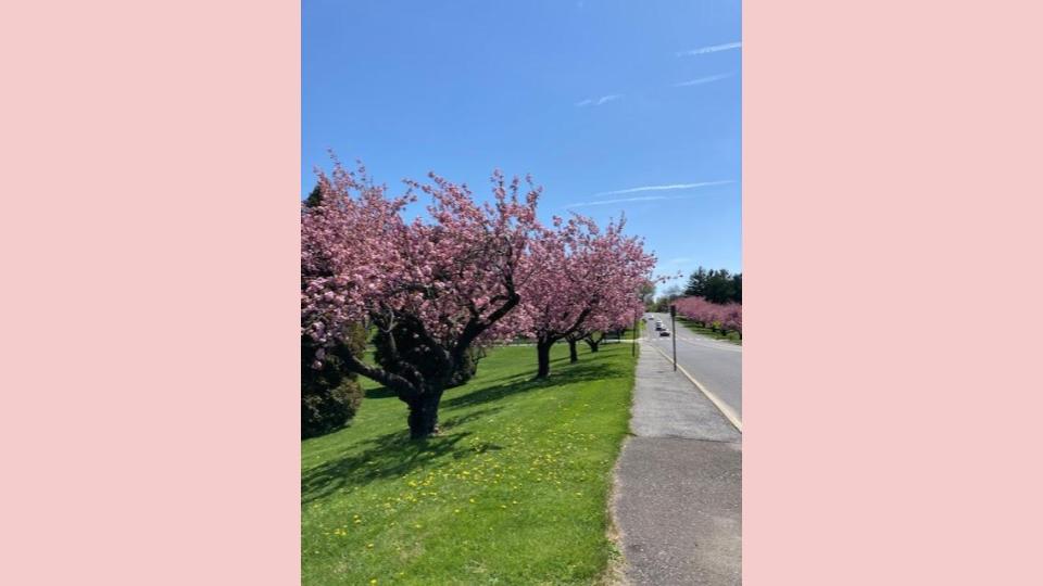 Image for Lunch time walks-Muhlenberg neighborhood (Physical)